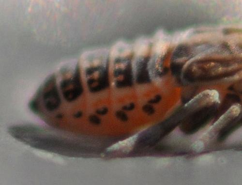 Laodelphax striatellus